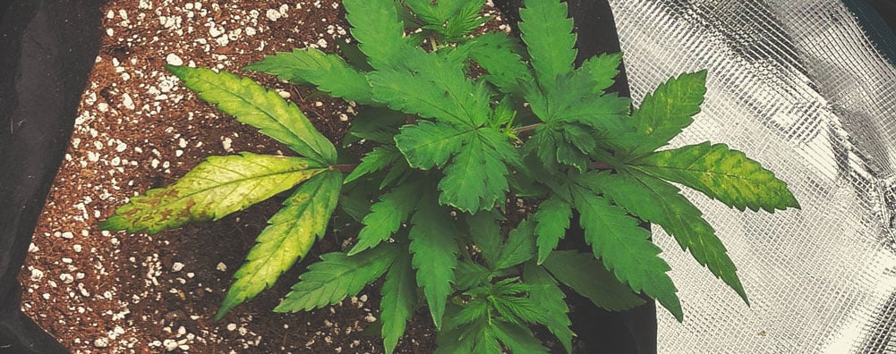 Plante de cannabis présentant une carence en soufre, avec des jeunes feuilles jaunissantes et des décolorations sur les feuilles inférieures.