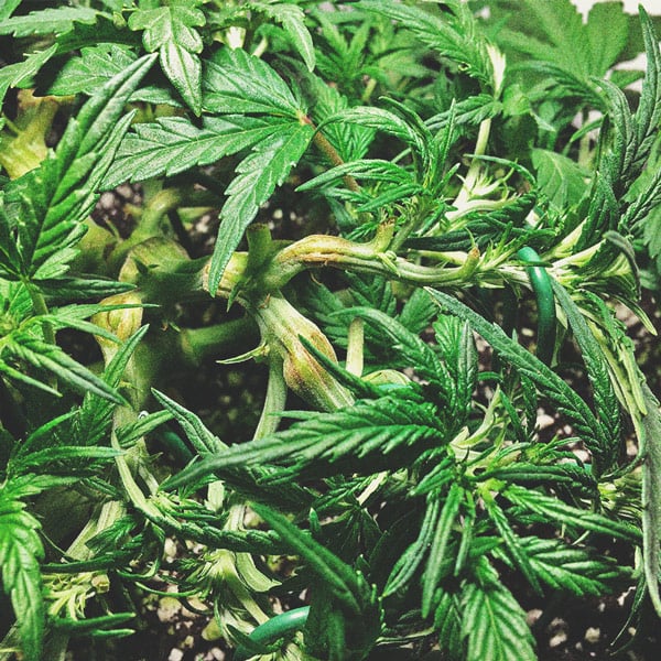 Comment Cultiver De La Super Weed Sur Un Balcon Ou Une Terrasse Comment Cultiver De La Super Weed Sur Un Balcon Ou Une Terrasse