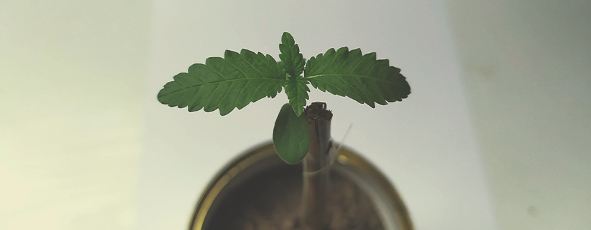 SOUTENEZ LA STRUCTURE DES PLANTS SOUTENEZ LA STRUCTURE DES PLANTS