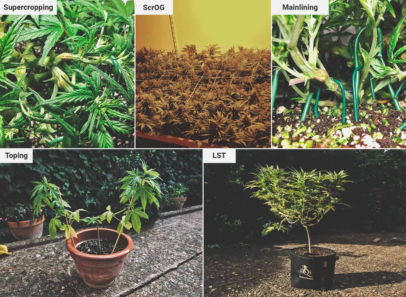 Comment Cultiver De La Super Weed Sur Un Balcon Ou Une Terrasse Comment Cultiver De La Super Weed Sur Un Balcon Ou Une Terrasse