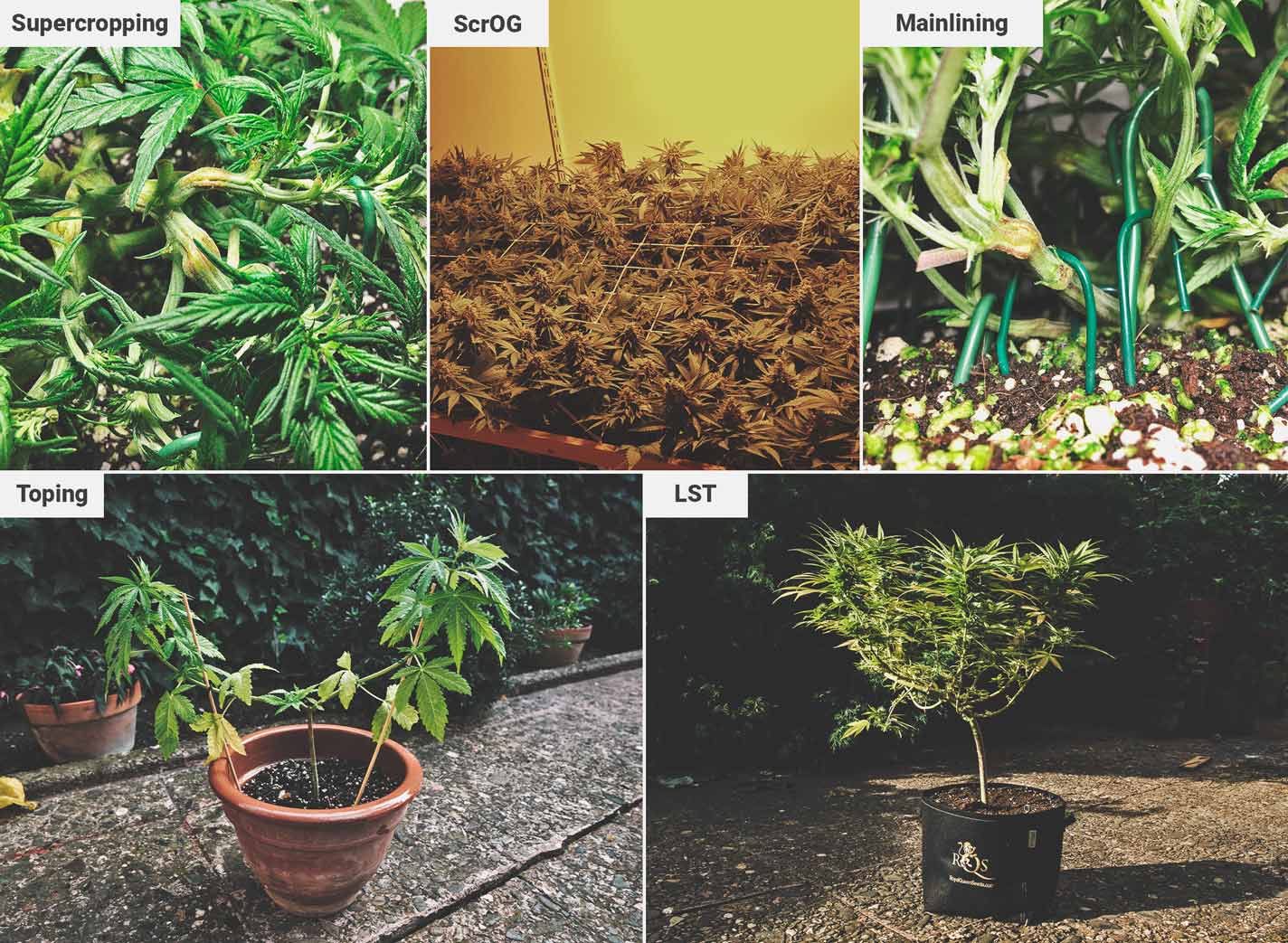 Comment Cultiver De La Super Weed Sur Un Balcon Ou Une Terrasse