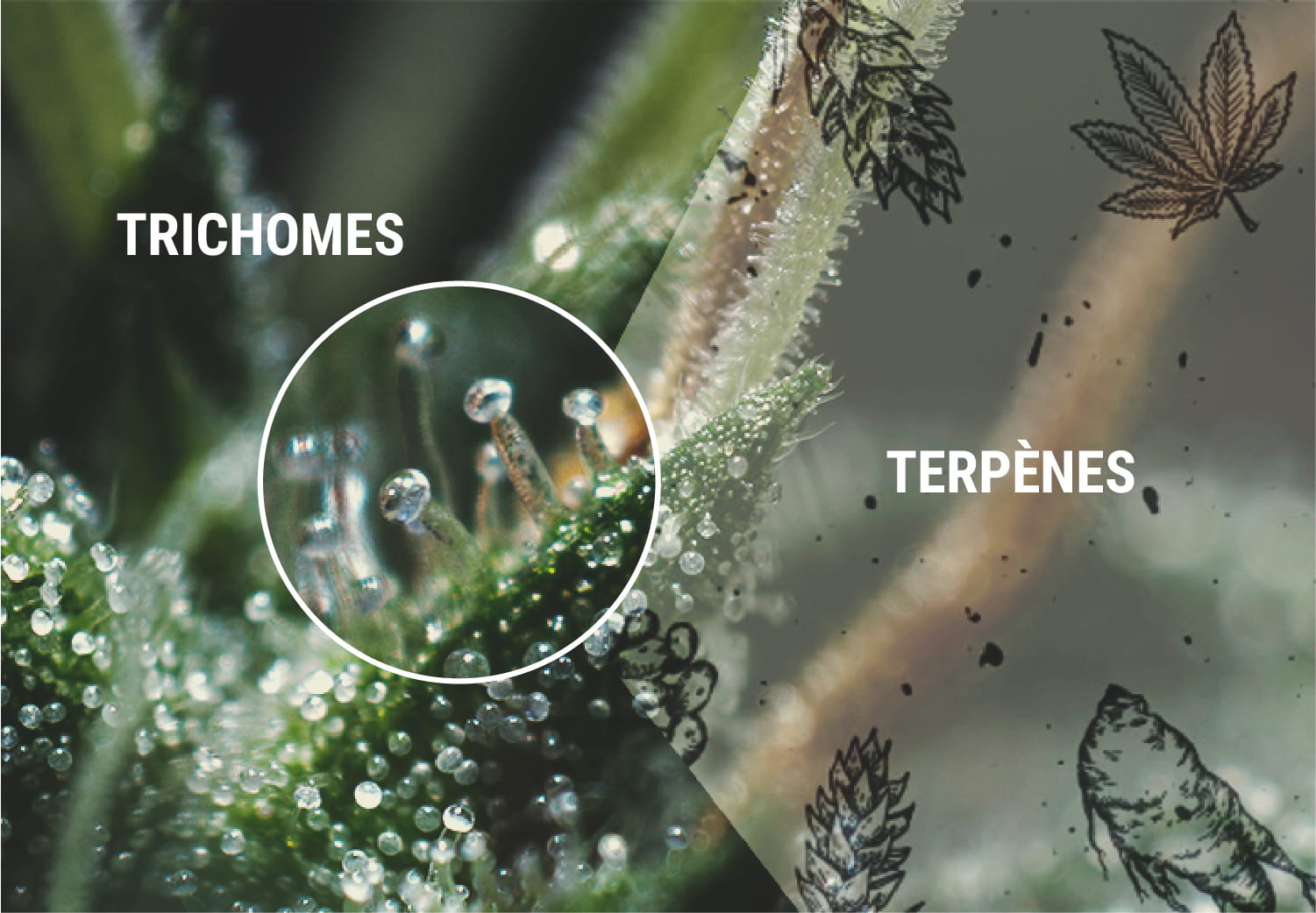 Terpènes et terpénoïdes Terpènes et terpénoïdes