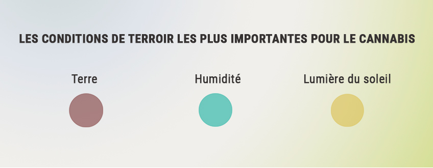 COMMENT MAXIMISER LE TERROIR POUR CULTIVER DU MEILLEUR CANNABIS