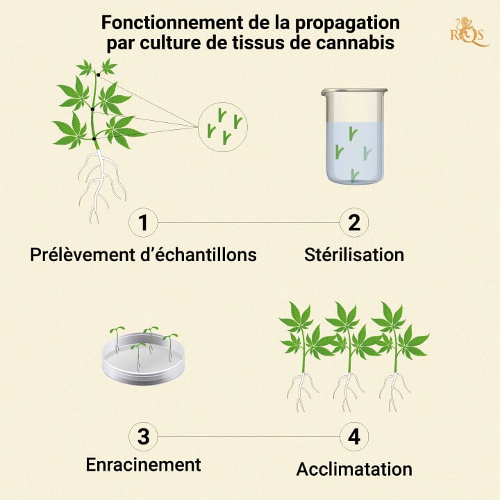 HOW CANNABIS TISSUE PROPAGATION WORKS