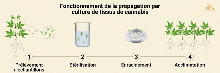 HOW CANNABIS TISSUE PROPAGATION WORKS