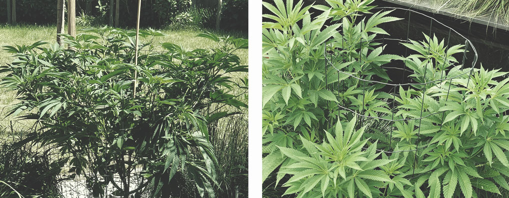 Les Meilleures Façons De Soutenir Les Larges Têtes De Cannabis En Intérieur Et Extérieur Les Meilleures Façons De Soutenir Les Larges Têtes De Cannabis En Intérieur Et Extérieur