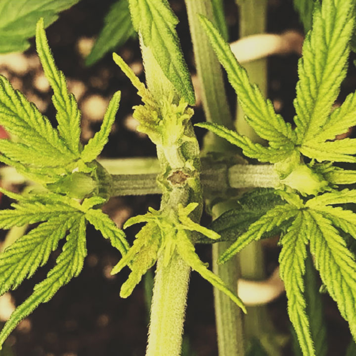 Gros plan d'une plante de cannabis montrant les détails de ses feuilles vertes et de ses branches, avec un accent sur la structure végétale.