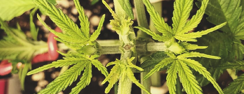 Gros plan d'une plante de cannabis montrant les détails de ses feuilles vertes et de ses branches, avec un accent sur la structure végétale.