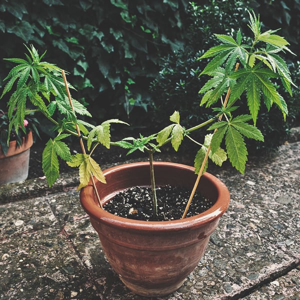 Comment Cultiver De La Super Weed Sur Un Balcon Ou Une Terrasse