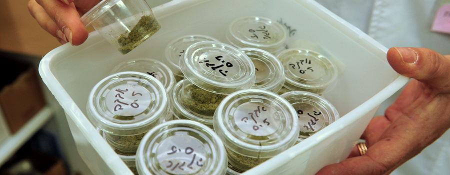 cannabis medicaux