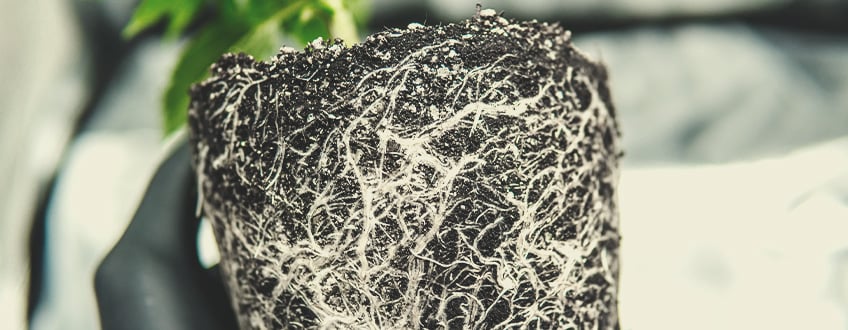Système racinaire sain de plante de cannabis, racines fortes et bien développées pour une croissance optimale