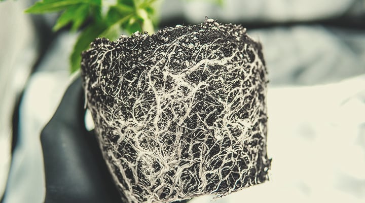 Système racinaire sain de plante de cannabis, racines fortes et bien développées pour une croissance optimale