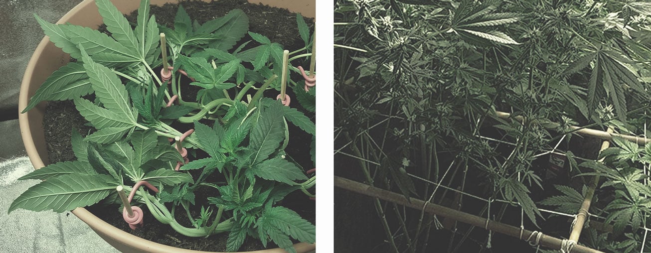 Les Meilleures Façons De Soutenir Les Larges Têtes De Cannabis En Intérieur Et Extérieur Les Meilleures Façons De Soutenir Les Larges Têtes De Cannabis En Intérieur Et Extérieur