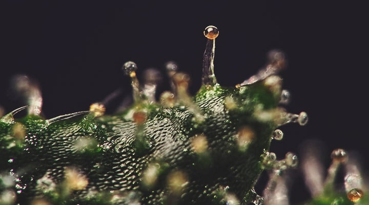 Comment savoir si mon plant à autofloraison est prêt à la récolte Comment savoir si mon plant à autofloraison est prêt à la récolte