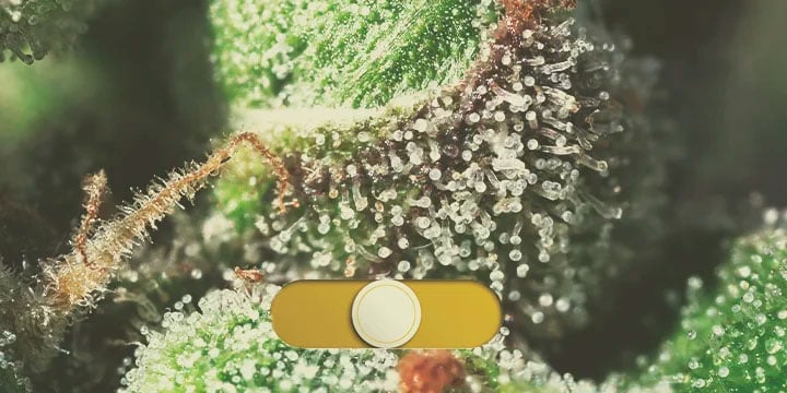 TRICHOMES TRICHOMES