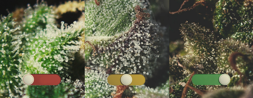TRICHOMES TRICHOMES