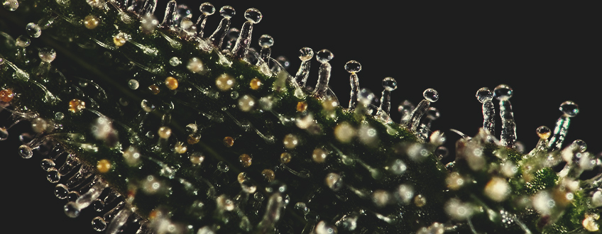 LES TRICHOMES COMMENCENT À CHANGER D’APPARENCE LES TRICHOMES COMMENCENT À CHANGER D’APPARENCE