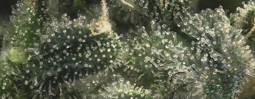 TRICHOMES