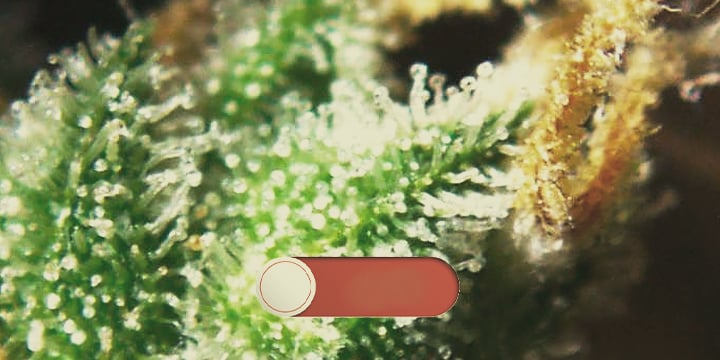 TRICHOMES TRICHOMES