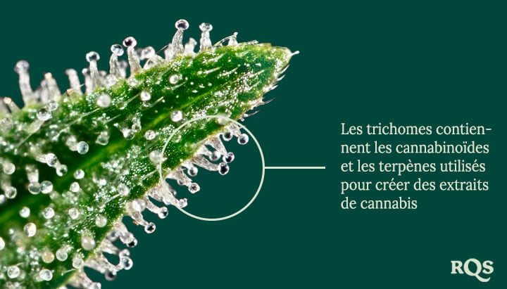 Trichomes