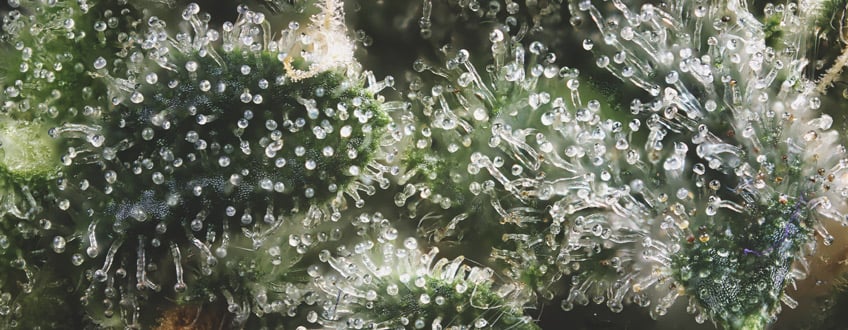 THE IMPORTANCE OF TERPENES IN CANNABIS