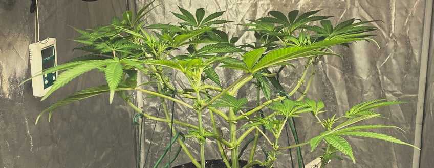 Taillage de l'excédent de feuillage sur des plants de cannabis pour optimiser la floraison cannabis. Les branches inférieures sont enlevées pour permettre à la lumière d'atteindre les sites de floraison, favorisant ainsi la production de têtes.