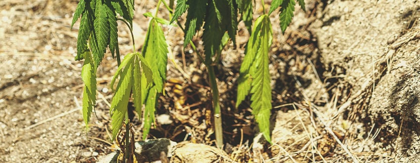 Plantes de cannabis avec des feuilles tombantes, montrant des signes de stress ou de manque d'eau.