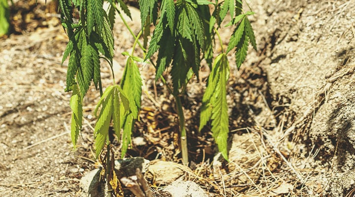 Plantes de cannabis avec des feuilles tombantes, montrant des signes de stress ou de manque d'eau.