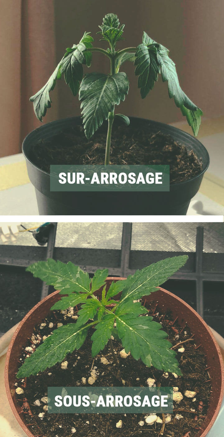 Maîtriser l'étape de la plantule de cannabis en juste 3 étapes RQS Blog