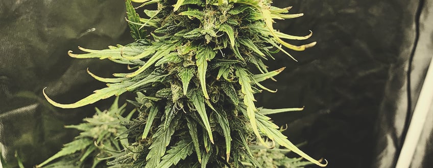 Illustration d'une plante de cannabis affectée par le stress thermique. Le signe visuel le plus courant de ce stress est le recourbement des feuilles en forme de