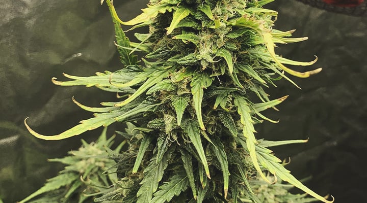 Illustration d'une plante de cannabis affectée par le stress thermique. Le signe visuel le plus courant de ce stress est le recourbement des feuilles en forme de