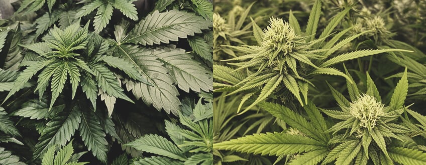 Combien De Temps Faut-Il Pour Cultiver Du Cannabis ? Combien De Temps Faut-Il Pour Cultiver Du Cannabis ?