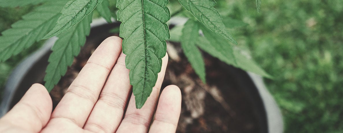 Pourquoi cultiver du cannabis vegan ?