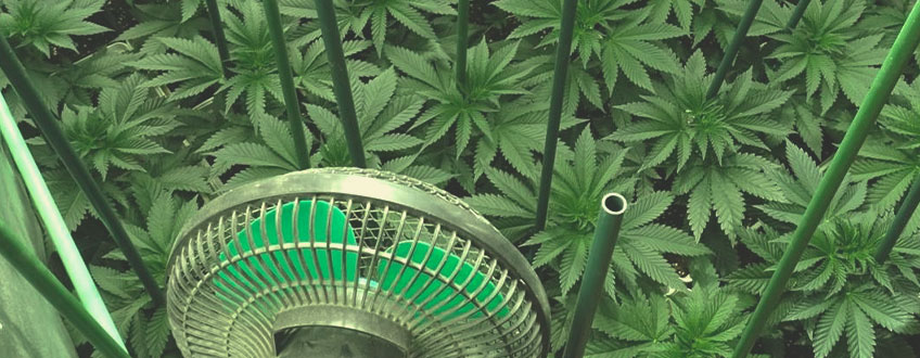 Comment Cultiver Du Cannabis Durablement Chez Soi