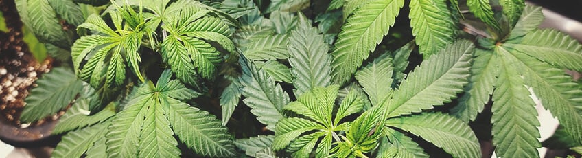 Plantes de cannabis en phase végétative, avec des feuilles vertes et saines.