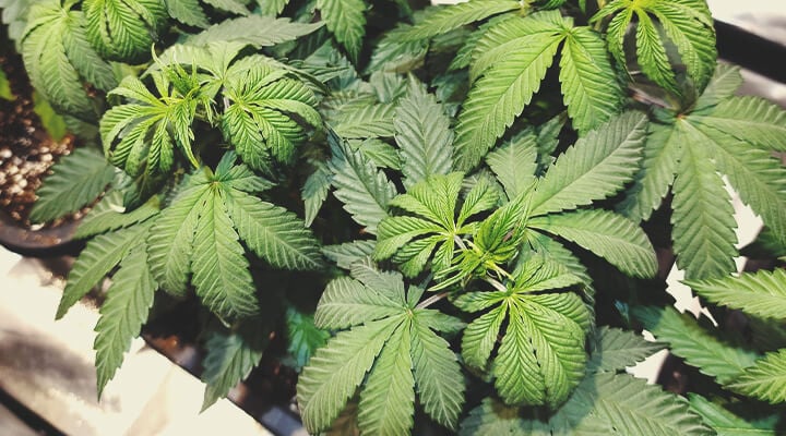 Plantes de cannabis en phase végétative, avec des feuilles vertes et saines.
