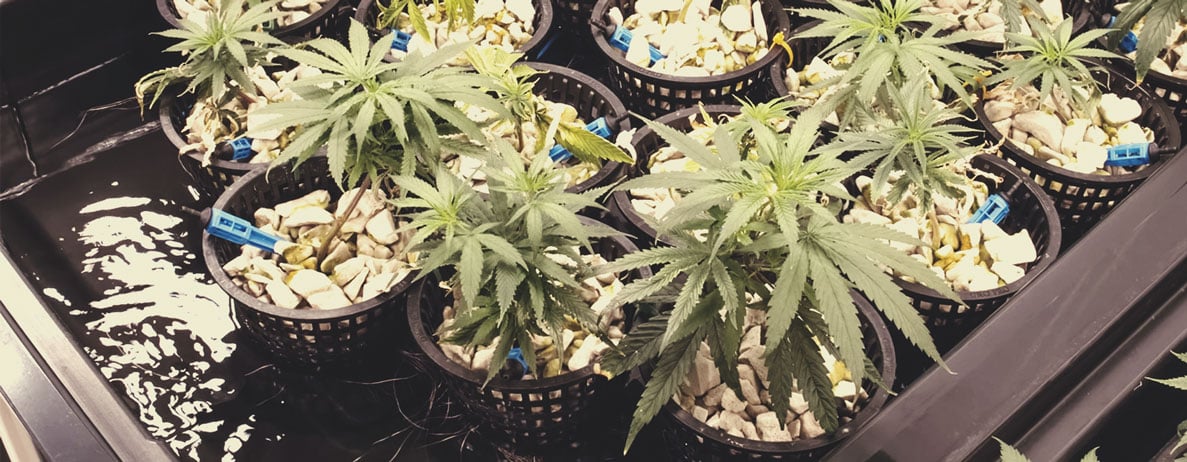 Pourquoi l’osmose inverse est-elle importante pour la culture du cannabis ? Pourquoi l’osmose inverse est-elle importante pour la culture du cannabis ?