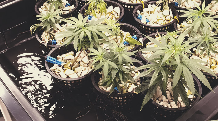 Pourquoi l’osmose inverse est-elle importante pour la culture du cannabis ? Pourquoi l’osmose inverse est-elle importante pour la culture du cannabis ?