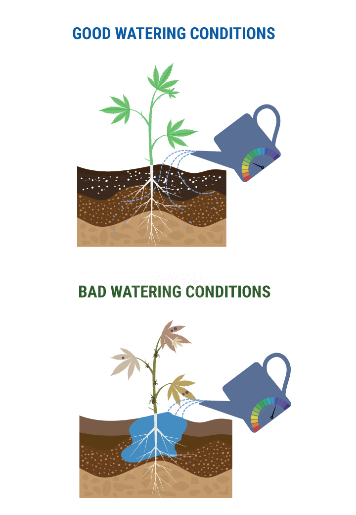 QUELLE QUANTITÉ D’EAU POUR LES PLANTS ? QUELLE QUANTITÉ D’EAU POUR LES PLANTS ?
