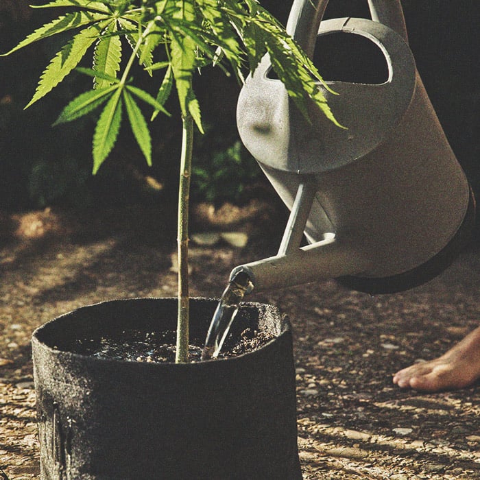 Cannabis et qualité de l’eau Partie 3 : choisir une source d’eau Cannabis et qualité de l’eau Partie 3 : choisir une source d’eau