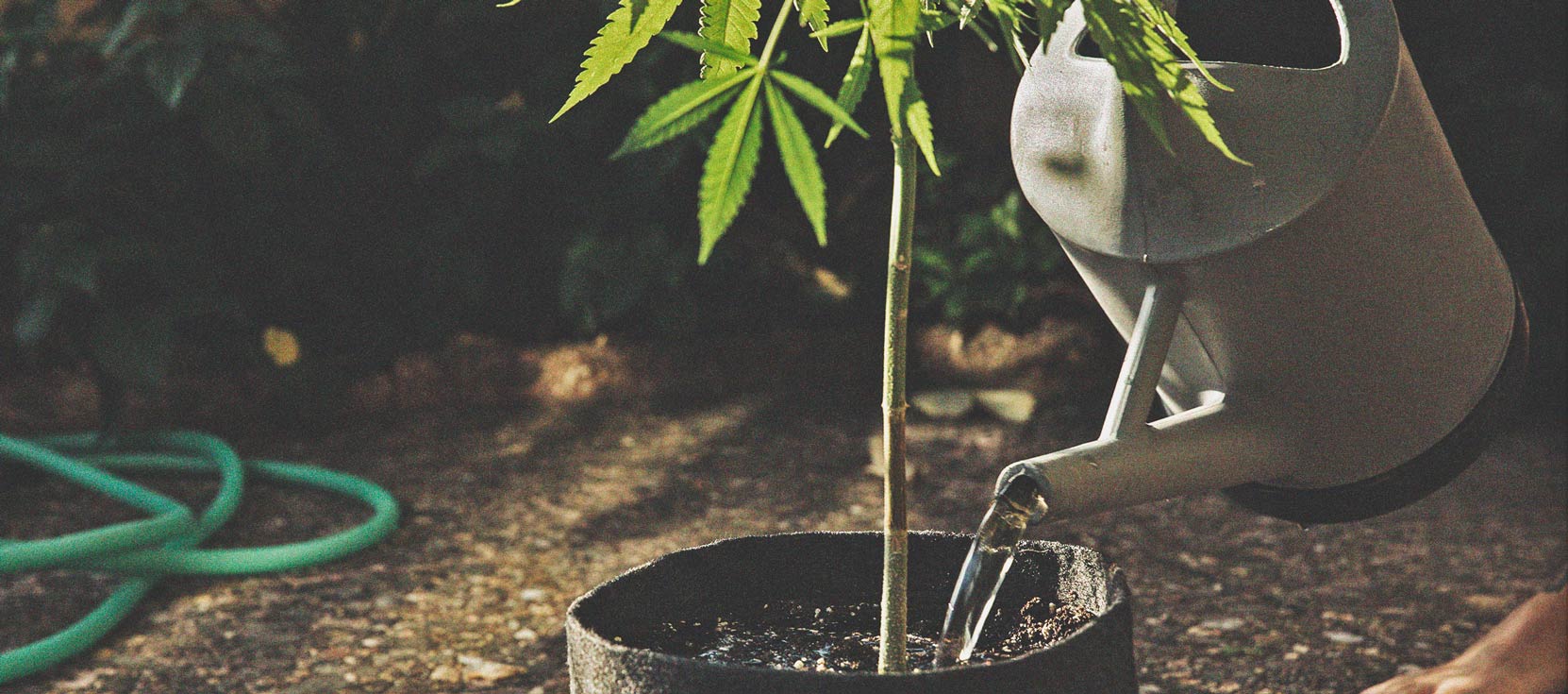 Cannabis et qualité de l’eau Partie 3 : choisir une source d’eau