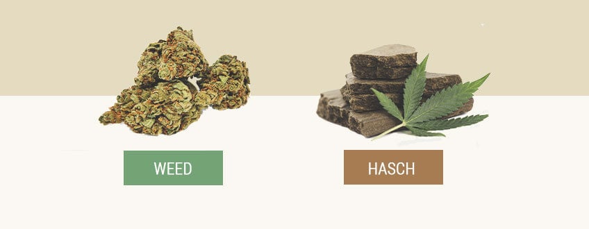 Hasch vs weed