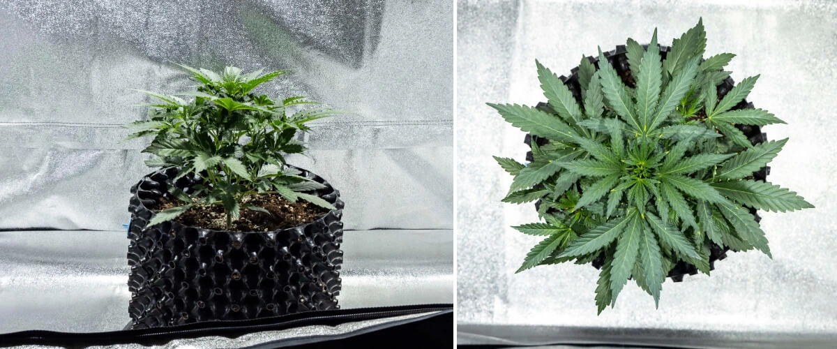 Rapport de culture North Thunderfuck – Semaine 2 : début de la phase végétative Plant de cannabis North Thunderfuck à la semaine 2 de croissance végétative précoce, développant des feuilles en éventail supplémentaires et établissant un système racinaire plus robuste dans le terreau sous une lampe LED