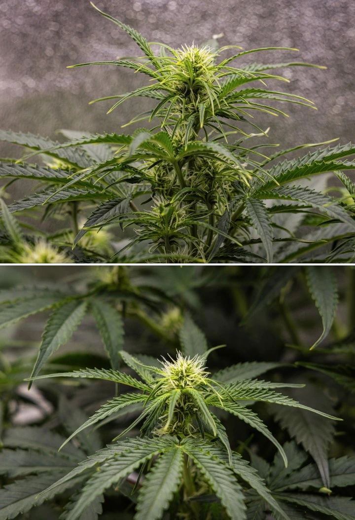 Rapport de culture Gaia F1 – Semaine 5 croissance en floraison Plante de cannabis Gaia F1 en semaine 5 poussant dans le sol avec une croissance saine en floraison en intérieur