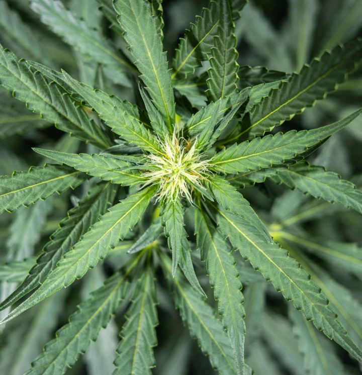 Rapport de culture North Thunderfuck – Semaine 5 : début de la floraison Plant de cannabis North Thunderfuck à la semaine 5 du début de floraison, avec de nouveaux pistils blancs se formant au niveau des sites de floraison et des feuilles en éventail saines sous une lampe LED