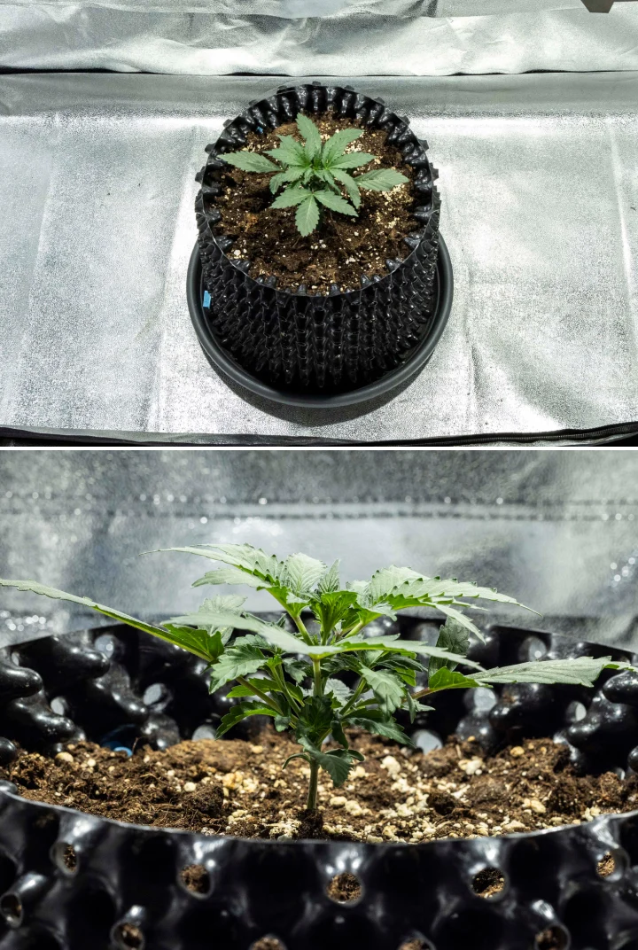 Rapport de culture North Thunderfuck – Semaine 1 : stade de plantule Plantule de cannabis North Thunderfuck à la semaine 1 montrant ses premières vraies feuilles et une croissance initiale saine dans le terreau sous une lampe LED