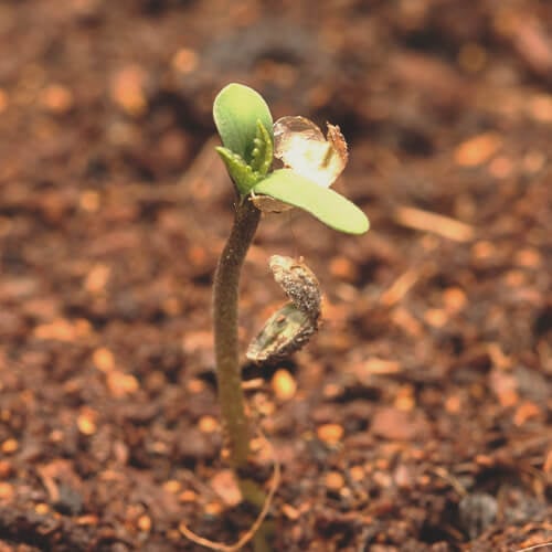 Phase De Croissance