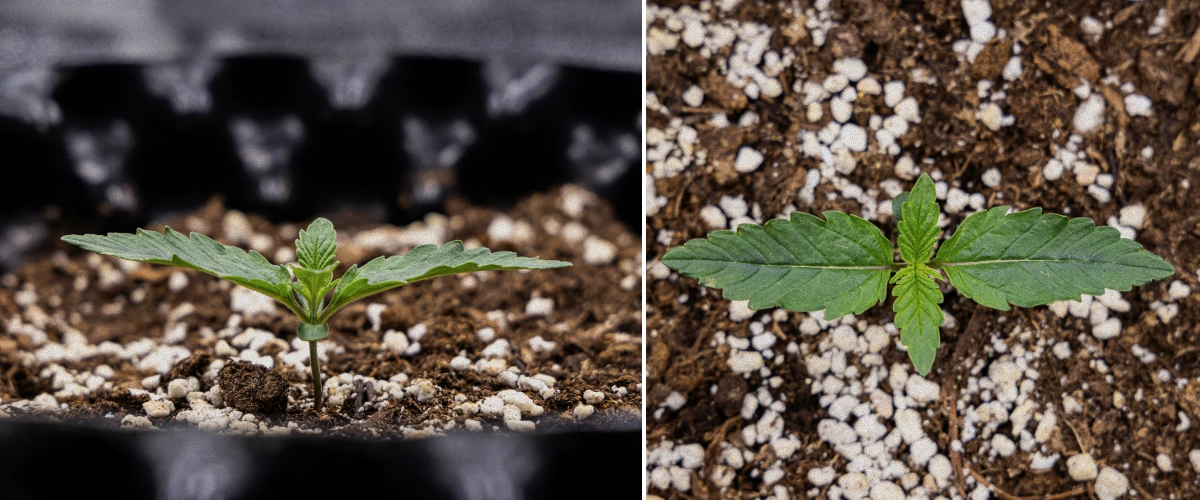 Rapport de Culture GOAT'lato Auto – Semaine 1 Stade Plantule