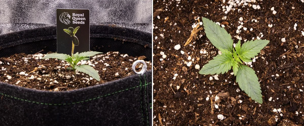 Rapport de culture Gaia F1 – Semaine 1 Stade plantule Plantule de cannabis Gaia F1 en semaine 1 poussant dans le sol, avec les premières vraies feuilles en développement et une structure précoce compacte en conditions intérieures