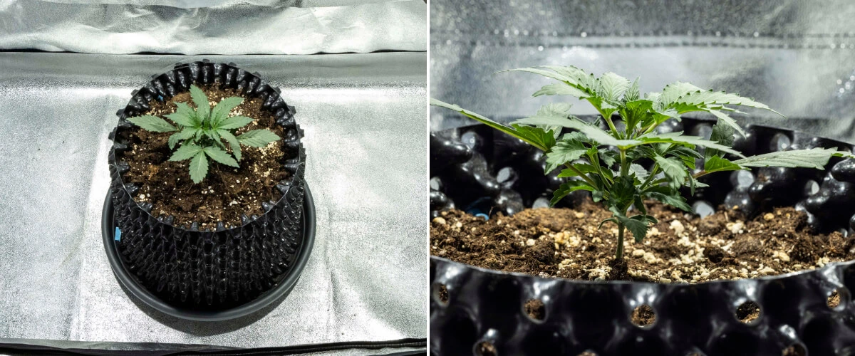 Rapport de culture North Thunderfuck – Semaine 1 : stade de plantule Plantule de cannabis North Thunderfuck à la semaine 1 montrant ses premières vraies feuilles et une croissance initiale saine dans le terreau sous une lampe LED